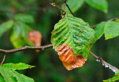 Characteristic symptoms of Beech Leaf Disease (BLD) include dark banding between leaf veins and puckered, leathery textures. If left untreated, these symptoms often progress to full canopy decline and tree death. Source: All photos by Matt Borden