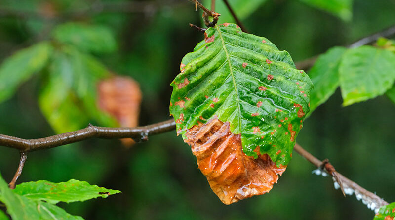 Characteristic symptoms of Beech Leaf Disease (BLD) include dark banding between leaf veins and puckered, leathery textures. If left untreated, these symptoms often progress to full canopy decline and tree death. Source: All photos by Matt Borden