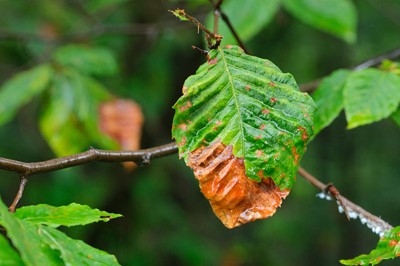 Characteristic symptoms of Beech Leaf Disease (BLD) include dark banding between leaf veins and puckered, leathery textures. If left untreated, these symptoms often progress to full canopy decline and tree death. Source: All photos by Matt Borden