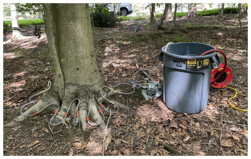 A trunk injection delivers systemic treatment directly into a tree’s vascular system. Injections are recommended between mid-June and mid-July for optimal uptake.