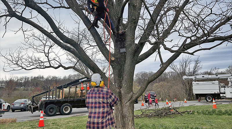 Tree care workers climbing trees and pruning during Arbor Day.