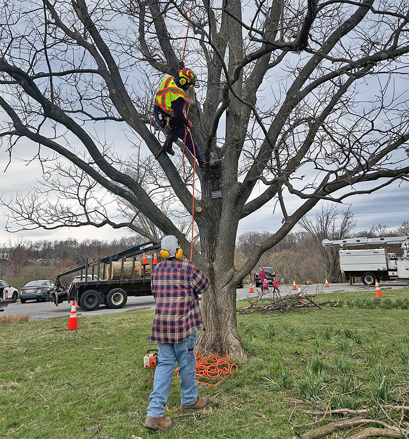Tree care workers climbing trees and pruning during Arbor Day.
