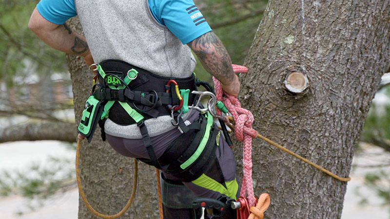 Tailored for the task, each arborist’s harness setup reflects their climbing style and job requirements. Source: Buckingham Manufacturing