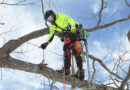By making modest improvements to hydration, nutrition, and everyday movement, arborists can work more safely in the canopy. Source: Richard May