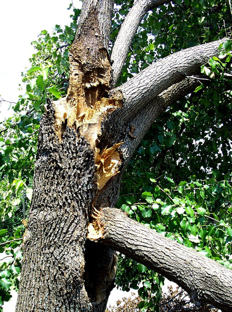 A bradford pear's pruning has to be persistent so that the branches don’t become too heavy and begin to snap. Source: Randy Cyr, Greentree, Bugwood.org