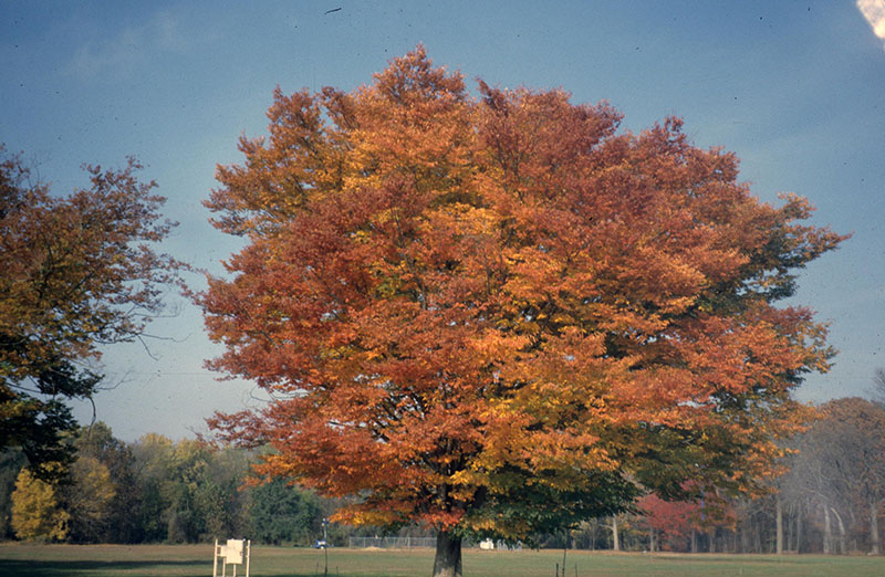 Japanese zelkova tree