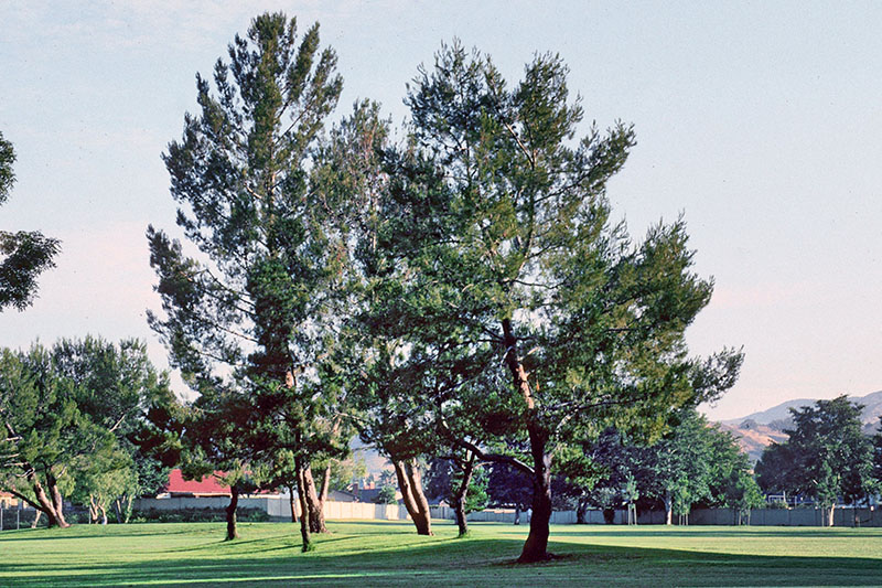 Aleppo pines rarely grow straight, according to Bill Burley. They chase the sun, causing them to bend and become weighted which risks fall damage should they come down.  Source: John Ruter, University of Georgia, Bugwood.org