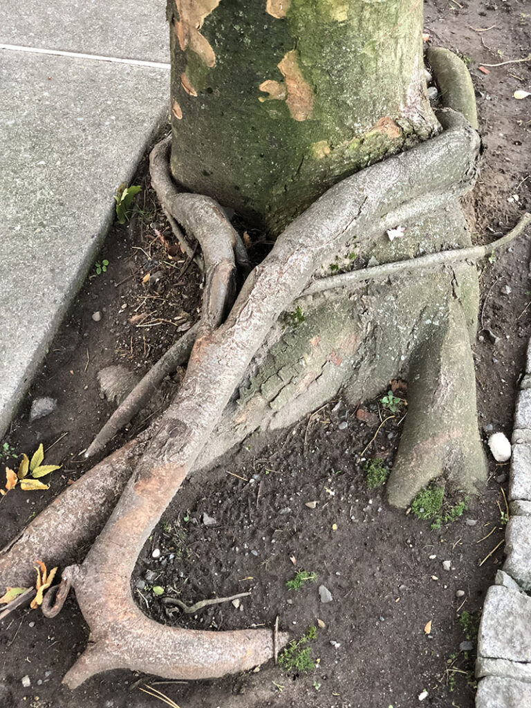 When their roots encircle the base of a tree, they strangle the trunk and can compromise nutrient transport from the roots.  Source: Wikimedia