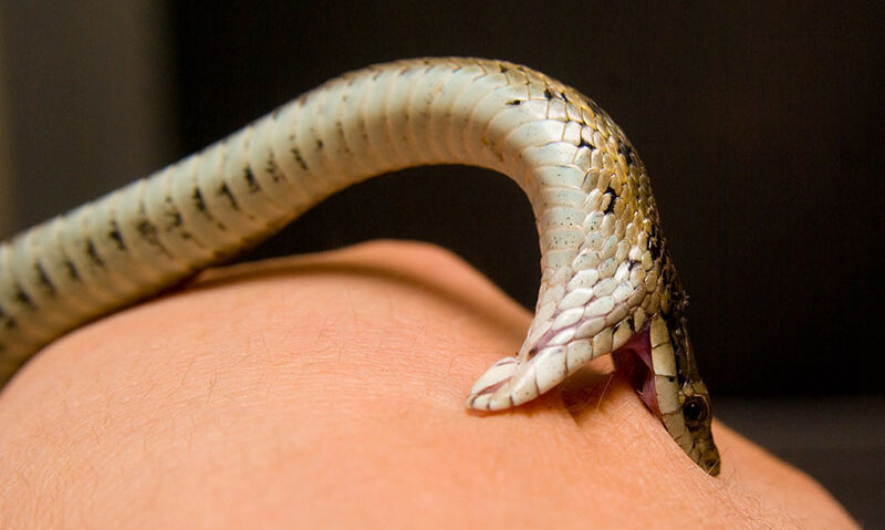 If a worker is bitten by a snake, don’t delay. Get them to the hospital as quickly as possible to receive medical attention. Source: Jasper Nance at Flickr