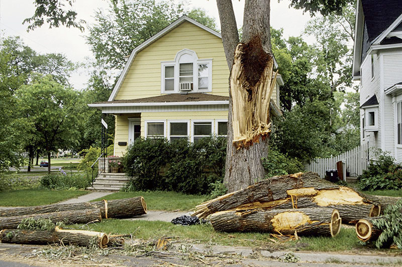 Beautiful as they are, silver maples are often plagued by decay and fungal issues which leave them succeptible to storm damage.  Source: Joseph OBrien, USDA Forest Service, Bugwood.org