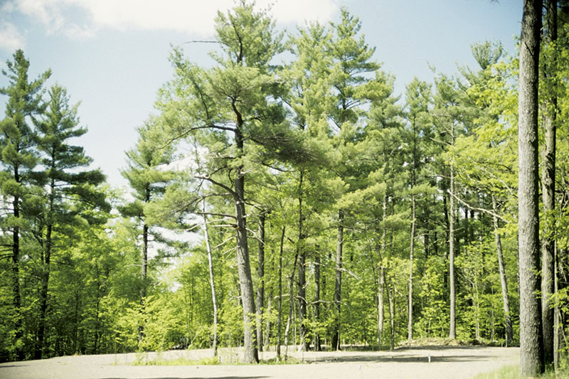Constant humidity due to climate change is causing native fungi to grow exponentially on the eastern white pine. Source: Joseph OBrien, USDA Forest Service, Bugwood.org