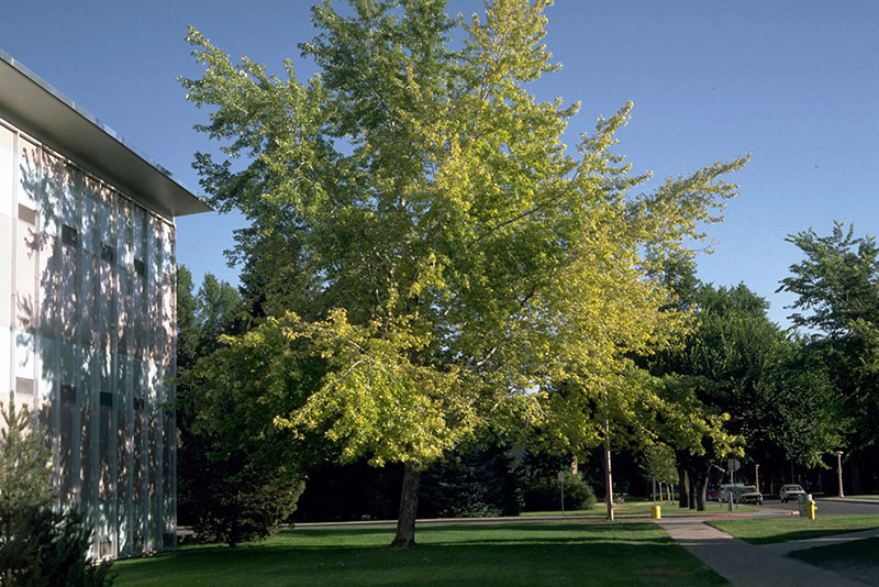With their softer wood structure, silver maples are easily invaded by decay fungi such as Eutypella canker. They also frequently develop foliar diseases like anthracnose, tar spot, and leaf blister. Source: William Jacobi, Colorado State University, Bugwood.org