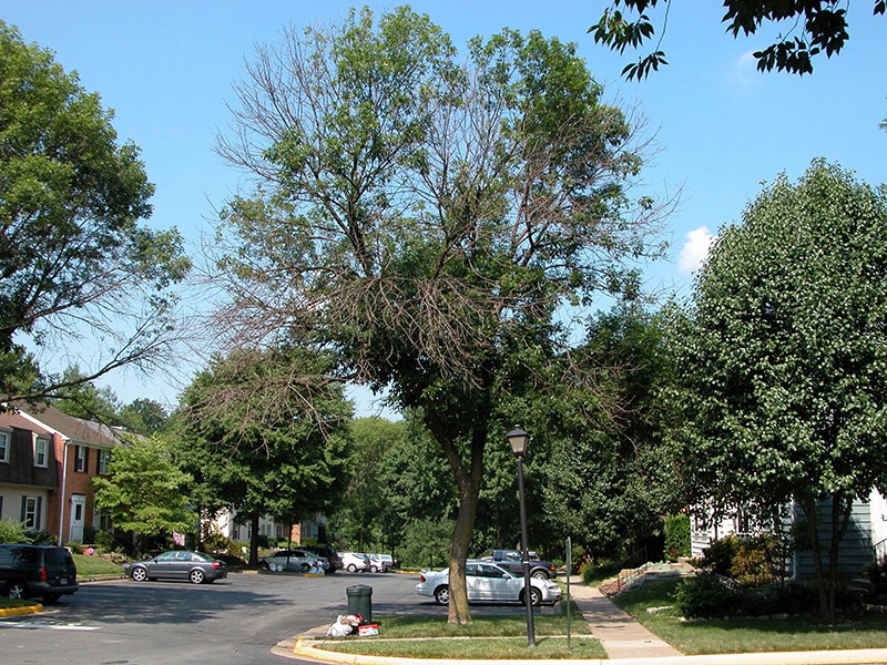 The ash tree is a difficult species through no fault of its own. The invasive Emerald Ash Borer has decimated ash trees in the US, killing them quickly.  Source: Bruce Watt, University of Maine, Bugwood.org