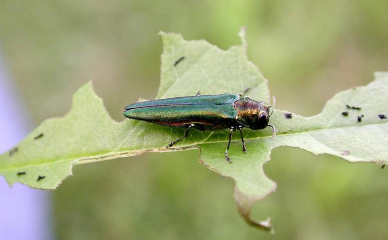 An adult Emerald ash borer. Source: Debbie Miller, USDA Forest Service, Bugwood.org
