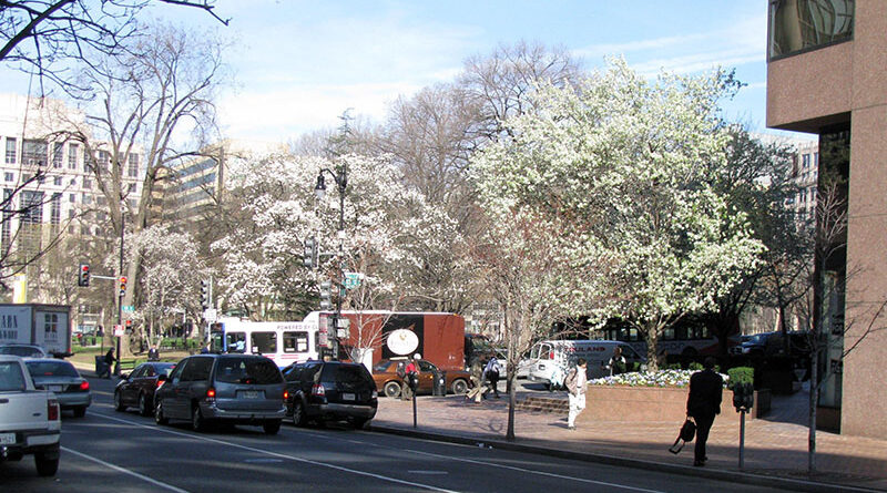 Bradford pear trees are prized for their spring display, but their rapid growth and weak structure often create ongoing management concerns. Source: Leslie J. Mehrhoff, University of Connecticut, Bugwood.org
