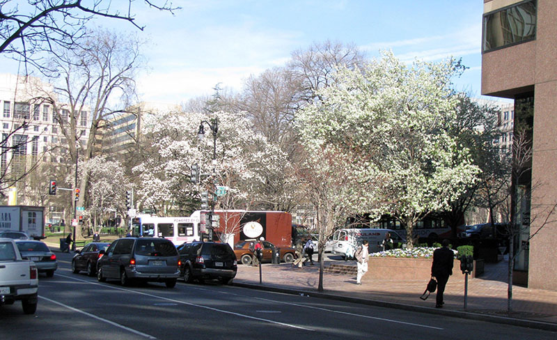 Bradford pear trees are prized for their spring display, but their rapid growth and weak structure often create ongoing management concerns. Source: Leslie J. Mehrhoff, University of Connecticut, Bugwood.org