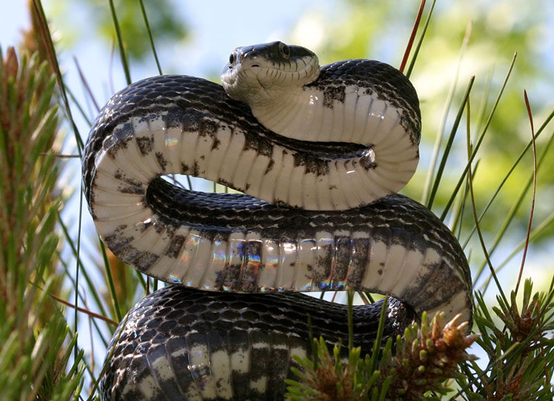 Rat Snake - Agile climbers, rat snakes are likely the most common snake you’ll find among the branches. Source: Patrick Coin at Wikipedia