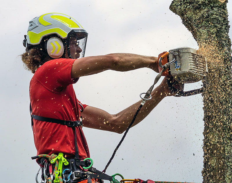 To protect yourself while climbing, use eye and face protection to shield against claws, debris, and even urine. Source: Adobe Stock