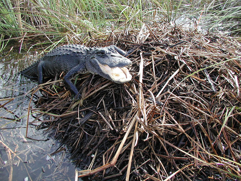Alligators don’t always give warning signs before an attack. This makes distance and awareness your best defense on job sites that are home to these reptiles.  Source: Wikimedia
