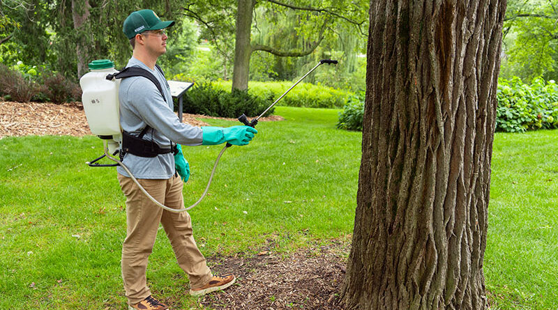For modern arborists, understanding the mechanisms of oak death spiral is essential for preserving oak trees and for building a robust plant health care (PHC) program. Source: All photos by Rainbow Ecoscience