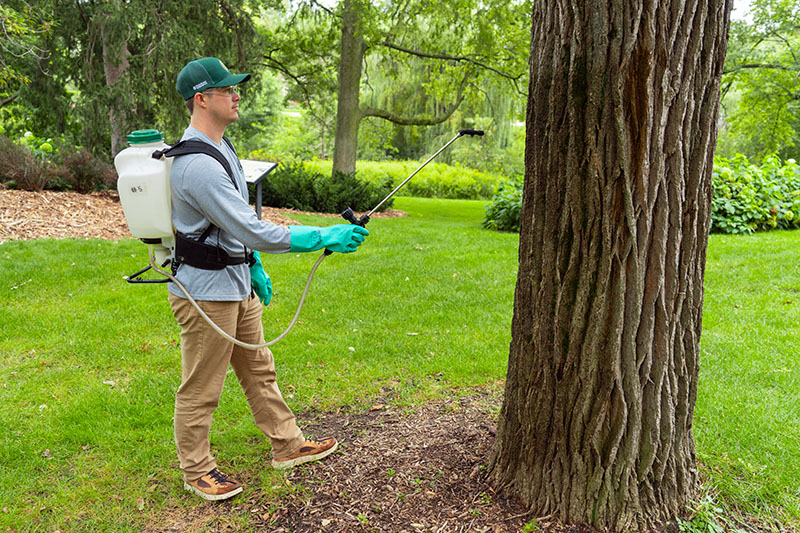 For modern arborists, understanding the mechanisms of oak death spiral is essential for preserving oak trees and for building a robust plant health care (PHC) program.  Source: All photos by Rainbow Ecoscience