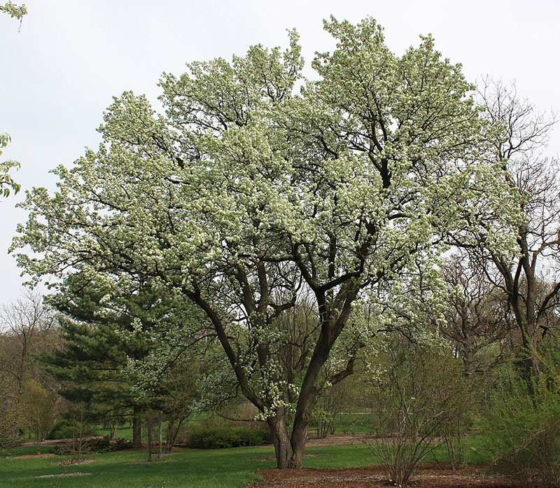 Bradford pear trees are on the problem list for nearly every arborist. Its weak structure and destructive root system are the main culprits of its challenges.  Source: Wikimedia