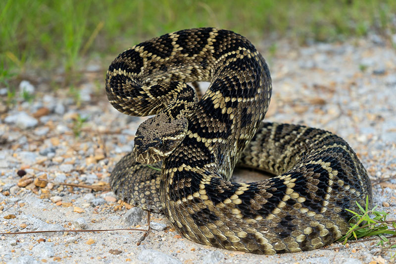 Pit Vipers - include rattlesnakes, copperheads, and water moccasins (cottonmouths). Source: Wikimedia