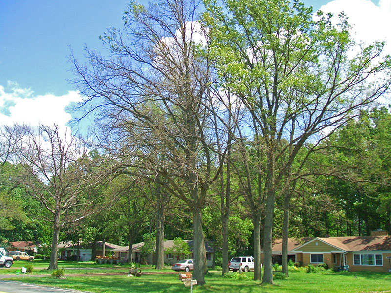 Severe, repeated defoliation by insects such as caterpillars forces the tree to burn through its energy reserves to produce new leaves, leaving it heavily depleted.