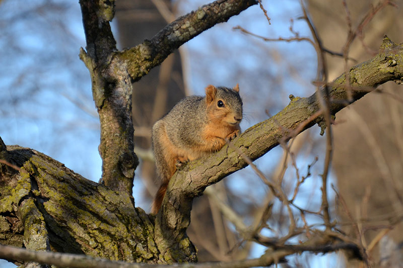 Small but aggressive, squirrels will defend nearby nests at height. Never assume their size means low risk.  Source: Wikimedia