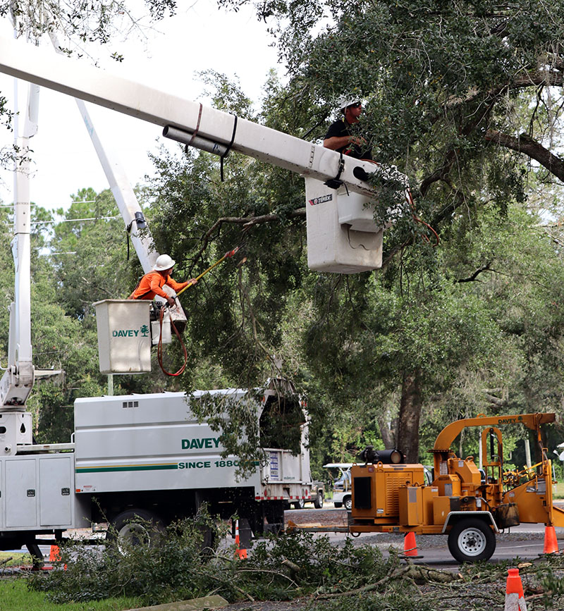 Tree care companies of all sizes can benefit from applying the A300 standards to create specifications that consumers understand and crews can execute. Source: Richard May