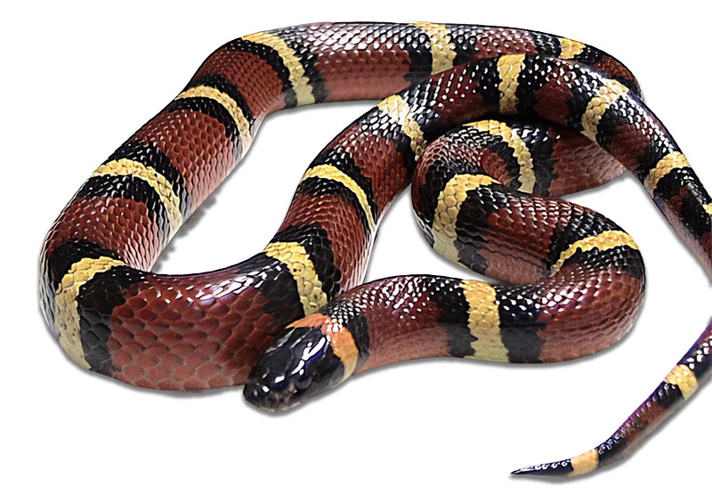 Most animal bites are preventable with awareness, proper PPE, and a thorough job briefing.  Source: Wikimedia