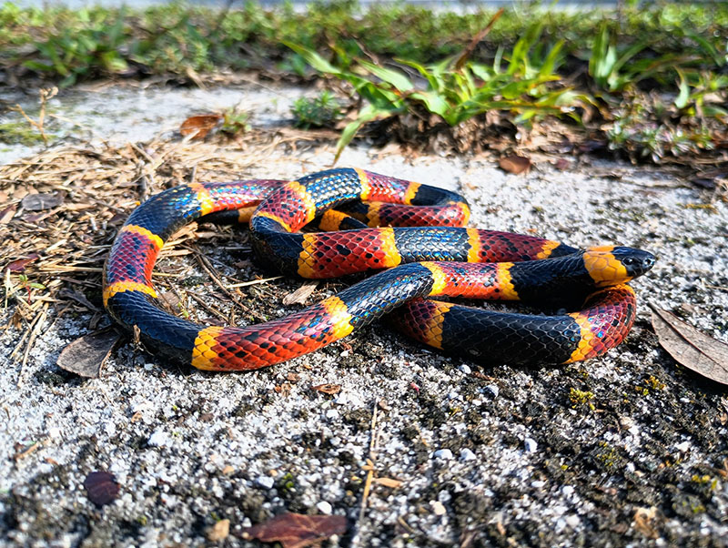 Coral Snake - which are smaller in size and are identified by their red, yellow, and black banding. Source: Wikimedia
