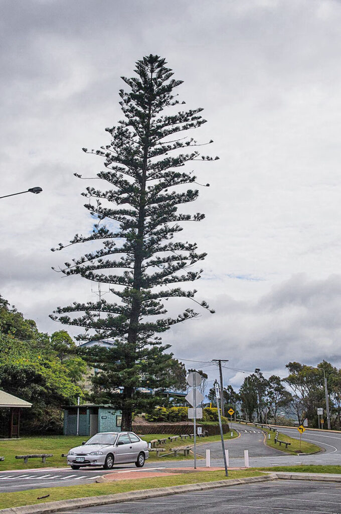 While meant to be an indoor tree, many Norfolk Island pines are planted outside, nearly reaching of 60 feet and causing problems for homeowners and arborists.  Source: Wikimedia