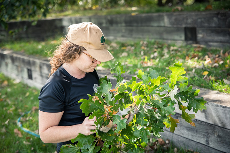When you practice proactive PHC, you catch oak problems sooner, protect more valuable trees, and strengthen the quality of your client interactions.