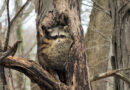 A hollow tree may look harmless, but in spring it could house a highly defensive mother raccoon ready to bite. Source: Wikimedia