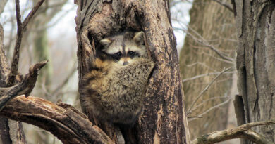 A hollow tree may look harmless, but in spring it could house a highly defensive mother raccoon ready to bite. Source: Wikimedia