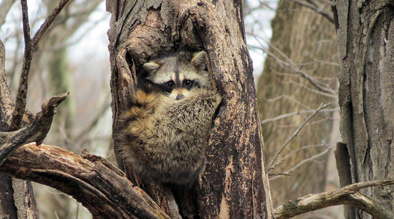 A hollow tree may look harmless, but in spring it could house a highly defensive mother raccoon ready to bite. Source: Wikimedia
