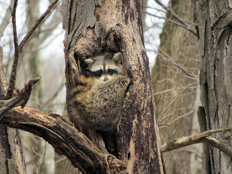 A hollow tree may look harmless, but in spring it could house a highly defensive mother raccoon ready to bite.  Source: Wikimedia