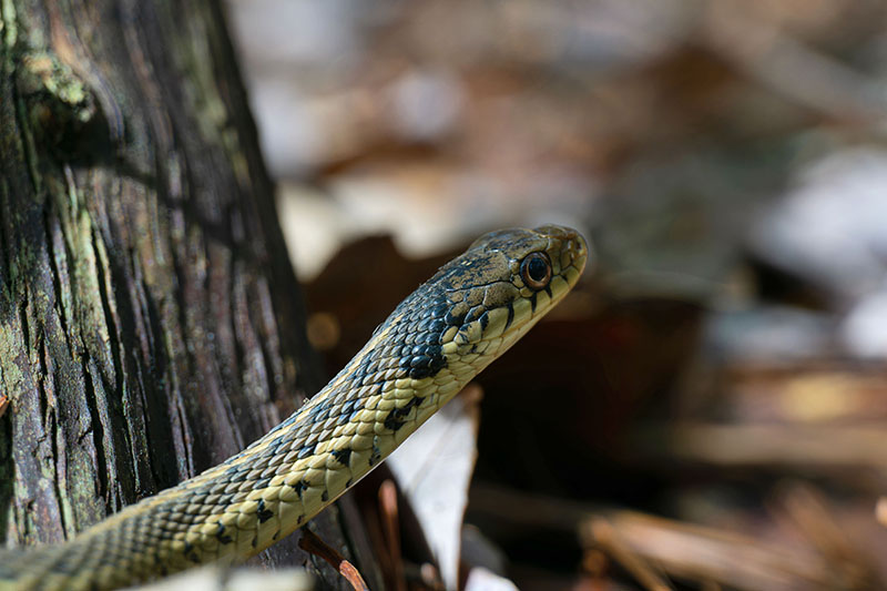 Eastern Garter Snake - These snakes may resemble climbing rope most closely with their long, bright stripes against dark scales Source: Wikimedia