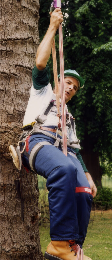 Phillips in his early days—high above the ground, doing what he did best as a skilled arborist.