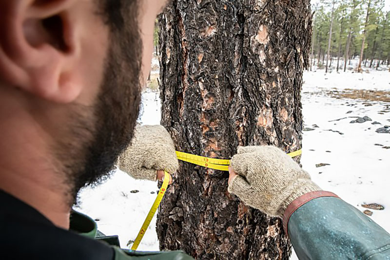 The specification should define a measurable goal for each task, such as the branch diameter to cut, the number of inches to remove, or the amount of clearance required around a roof or power line.