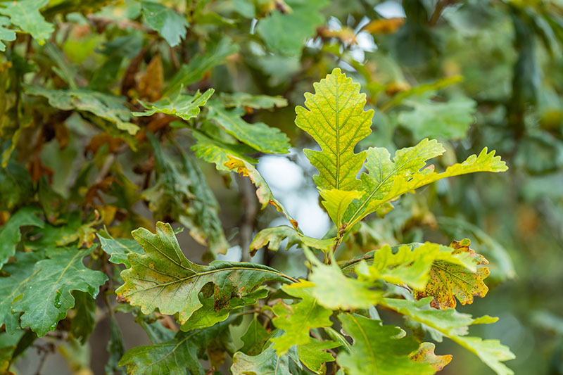 Chlorosis is a visible micronutrient deficiency in trees that reduces chlorophyll production, causing leaves to appear pale green or yellow.