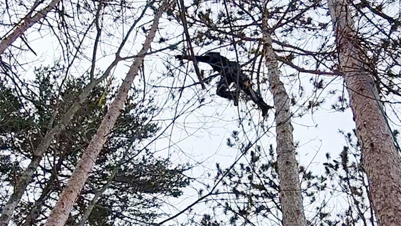 The team accessed an adjacent tree to set the rigging. 