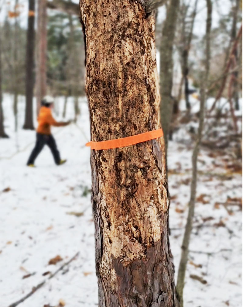 Removal trees were clearly marked with orange ribbons. 