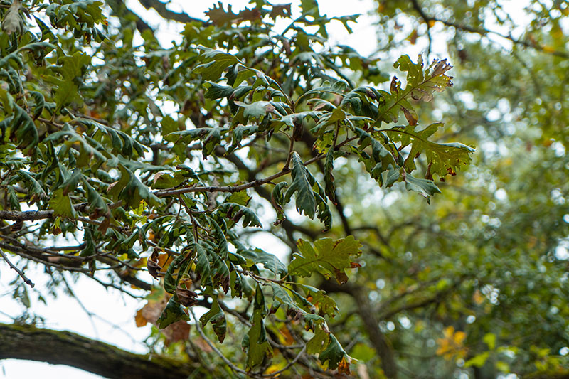 Oak anthracnose is a leaf spot disease caused by a fungus that primarily affects oak trees, particularly white oaks. It leads to brown spots and dead areas on leaves, especially during cool, wet spring weather.
