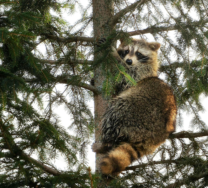 When raccoons are present, postponing work may be the safest option — especially during denning season.  Source: James Mirakian at Pexels
