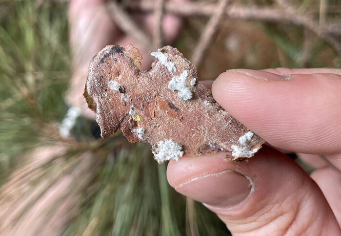 White, waxy scale deposits may be found beneath bark plates or exposed in woodpecker excavation holes. Source: nhbugs.org