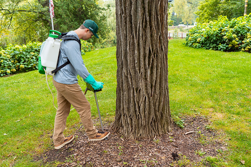 Soil injection is a method used to deliver nutrients or pesticides directly into the root zone of oak trees, helping to combat pests and diseases like oak wilt and improve overall tree health. 