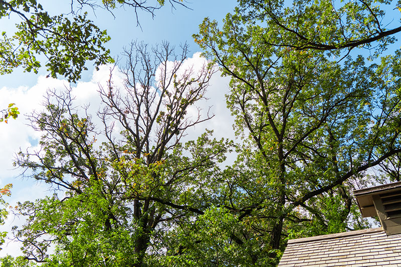 The difference is quite noticable between the canopy of this struggling oak next to good oak.