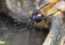The black widow can be found throughout the entire United States, making it a prominent hazard for arborists everywhere. Its venom is so toxic, it can cause severe pain, nausea, and, in rare cases, paralysis. Source:Gerald Holmes, Cal Poly San Luis Obispo, Bugwood.org
